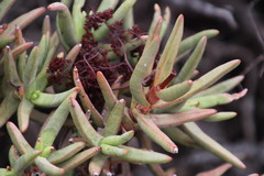 Crassula macowaniana