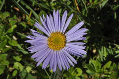 Aster alpinus
