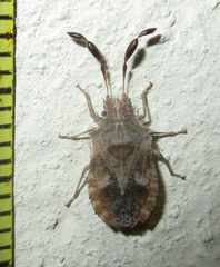 Phricodus hystrix