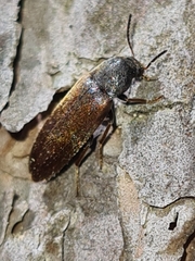 Dolotarsus lividus