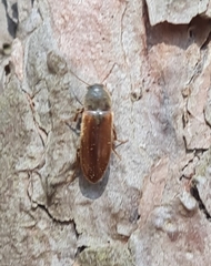 Dolotarsus lividus