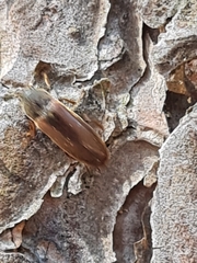 Dolotarsus lividus