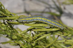 Euchloe simplonia