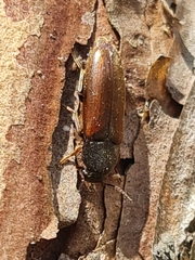 Dolotarsus lividus