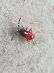 Oxycarenus lavaterae