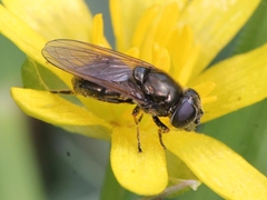 Cheilosia vernalis