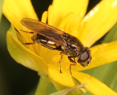 Cheilosia vernalis