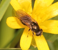 Cheilosia vernalis