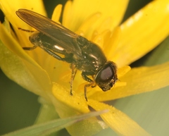 Cheilosia vernalis