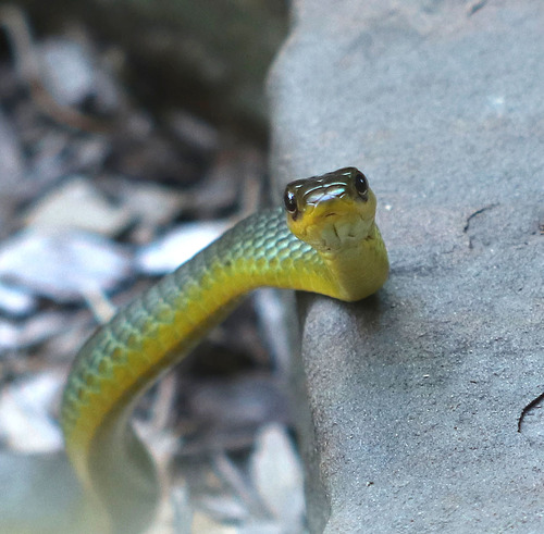 Common Tree Snake sighting