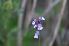 Linaria algarviana
