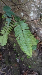 Nephrolepis