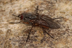 Mycophaga testacea