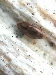 Epuraea imperialis