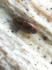 Epuraea imperialis