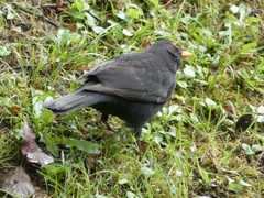 Turdus merula