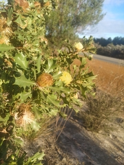 Banksia obovata