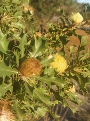 Banksia obovata