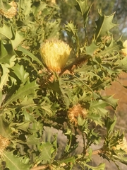 Banksia obovata