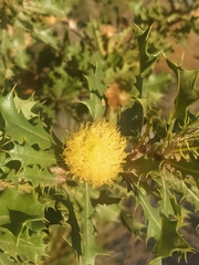 Banksia obovata