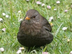 Turdus merula