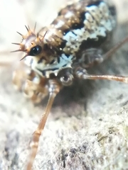Megabunus diadema