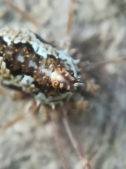 Megabunus diadema