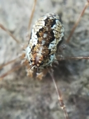 Megabunus diadema