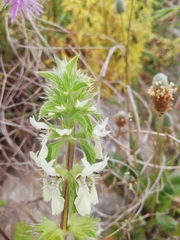 Stachys ocymastrum