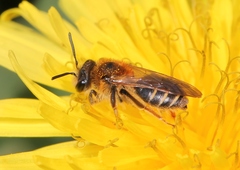 Andrena dorsata