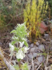 Stachys ocymastrum
