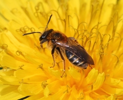 Andrena dorsata