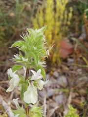 Stachys ocymastrum