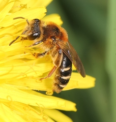 Andrena dorsata