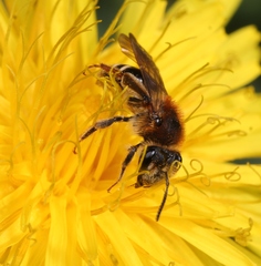 Andrena dorsata