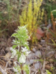 Stachys ocymastrum