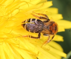 Andrena dorsata