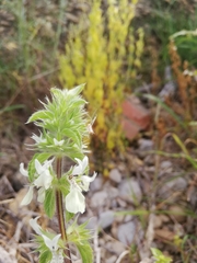 Stachys ocymastrum
