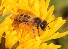 Andrena flavipes