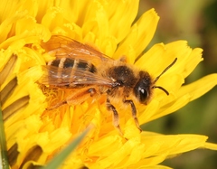 Andrena flavipes