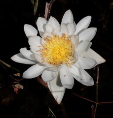 Nymphaea violacea