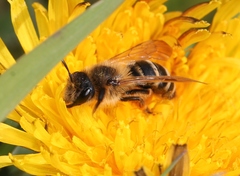 Andrena flavipes