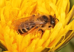 Andrena flavipes