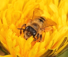 Andrena flavipes