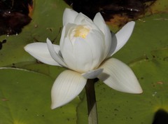 Nymphaea violacea