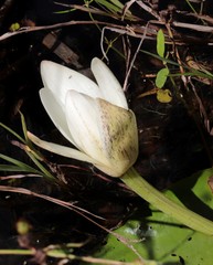 Nymphaea violacea