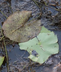 Nymphaea violacea