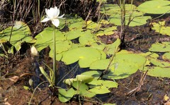 Nymphaea violacea