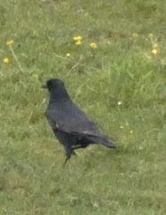 Corvus corone