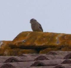 Passer domesticus